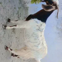 بز جوان درشت و هیکلی  آبستن،دوقلوزا به شرط سونو|حیوانات مزرعه|گرگان, |دیوار