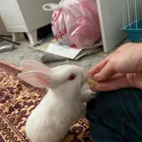 خرگوش‌ نیوزلند