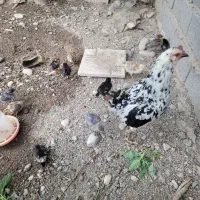جوجه گلین