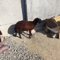 توقلی گوسفند