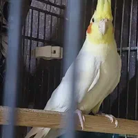 عروس هلندیفروش جف