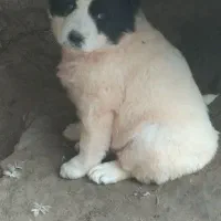 آلابای گارد نگهبان|حیوانات|بابل, |دیوار