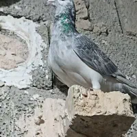 کبوتر المانی