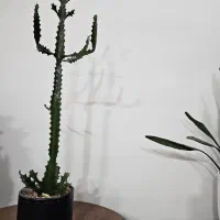 گیاه آپارتمانی