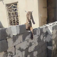 کهره چکل بذری پاکستانی|حیوانات مزرعه|ششده و قره بلاغ, |دیوار