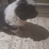 فروش کوتلو سگ نژادپامرانین سیاو اشپیتز