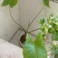 گل باباآدم(فوری)