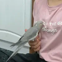 2تا عروس هلندی