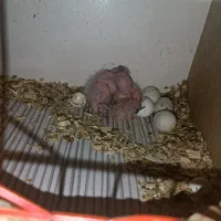 گرینچیک مولد|پرنده|پیرانشهر, |دیوار