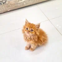 بچه گربه پرشین