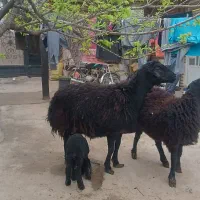 میش هترو قره قزل لخت