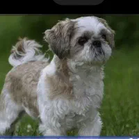 توله سگ|سگ|رشت, کوی طالقانی|دیوار