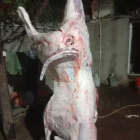 گوشت گوساله و بره