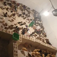 اردک بومی خروسک