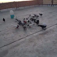 کبوتر|پرنده|میاندوآب, |دیوار