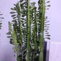 فروش گل افوربیا