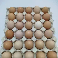 تخم مرغ محلی ارگانیک