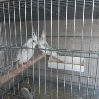 فروش عروس هلندی