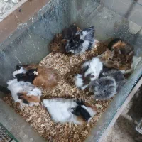 فروش خوکچه تری کالر