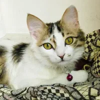 گربه گمشده|حیوانات|مرند, |دیوار