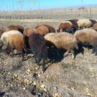 ۲۰ راس گوسفند|حیوانات مزرعه|ویلکیج, |دیوار