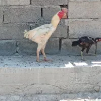 خروس لاری
