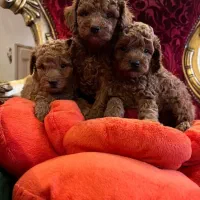 سگ پودل قهوه ی اورجینال|سگ|تهران, آسمان|دیوار