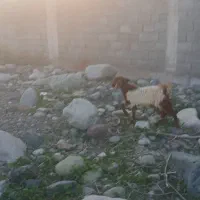 بز و کهره|حیوانات مزرعه|جیرفت, |دیوار