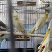 پرنده عروس