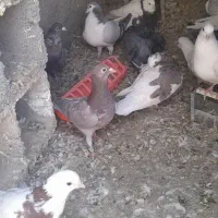 کفتر|پرنده|گلبهار, شهر جدید گلبهار|دیوار