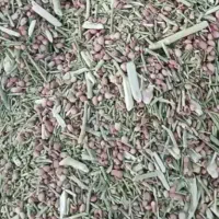 خار شتری دانه دار