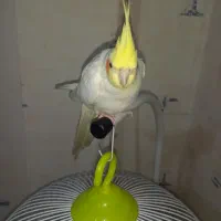 گمشد محدود طلاب|حیوانات|مشهد, گلشور|دیوار