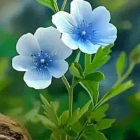 راهنمای