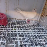 چند عدد کبوتر دورگ وپلاکی کمیاب آس|پرنده|لنجان, |دیوار