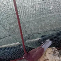 ۳۵۰هزار تومان نر کاکولی سرخ|پرنده|هرند, |دیوار