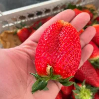 فروش نهال یا بوته توت فرنگی پر محصول سابرینا اصلی|خدمات باغبانی و درختکاری|بهنمیر, |دیوار