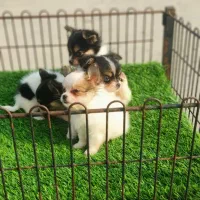 شیواوا موبلند ( پدر اپل هد مادر پامر )