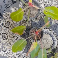 گل وگیاه|گل و گیاه طبیعی|گلبهار, نوبهار|دیوار