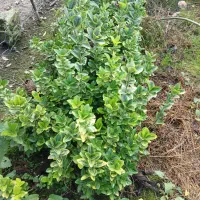 فروش شمشاد طلایی