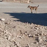 سگ نژاد افغانی|سگ|سربیشه, |دیوار