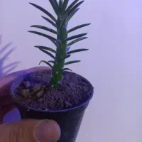 کاکتوس ارزان قیمت