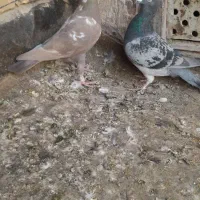 کفتر صید|پرنده|تربتحیدریه, ترمینال|دیوار