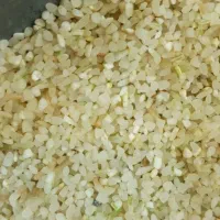 برنج و خورده برنج|خوردنی و آشامیدنی|مرودشت, ابوذر جنوبی|دیوار