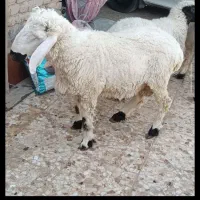 قوچ بزرگ هیکلی