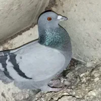 مرغ عشق|پرنده|یاسوج, |دیوار