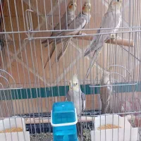 عروس هلندی نر و ماده اماده قیمت مناسب|پرنده|یزد, |دیوار