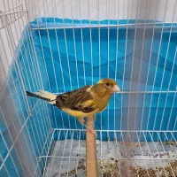 قناری ماده جوان