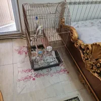 یک جفت عروس هلندی نر و ماده|پرنده|تهران, شهرک پاسداران|دیوار