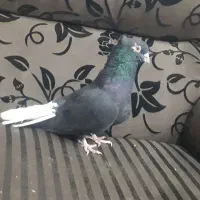 کبوتر پرشی تهرانی کله توپی|پرنده|هامون, |دیوار