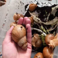 حلزون آچاتینا